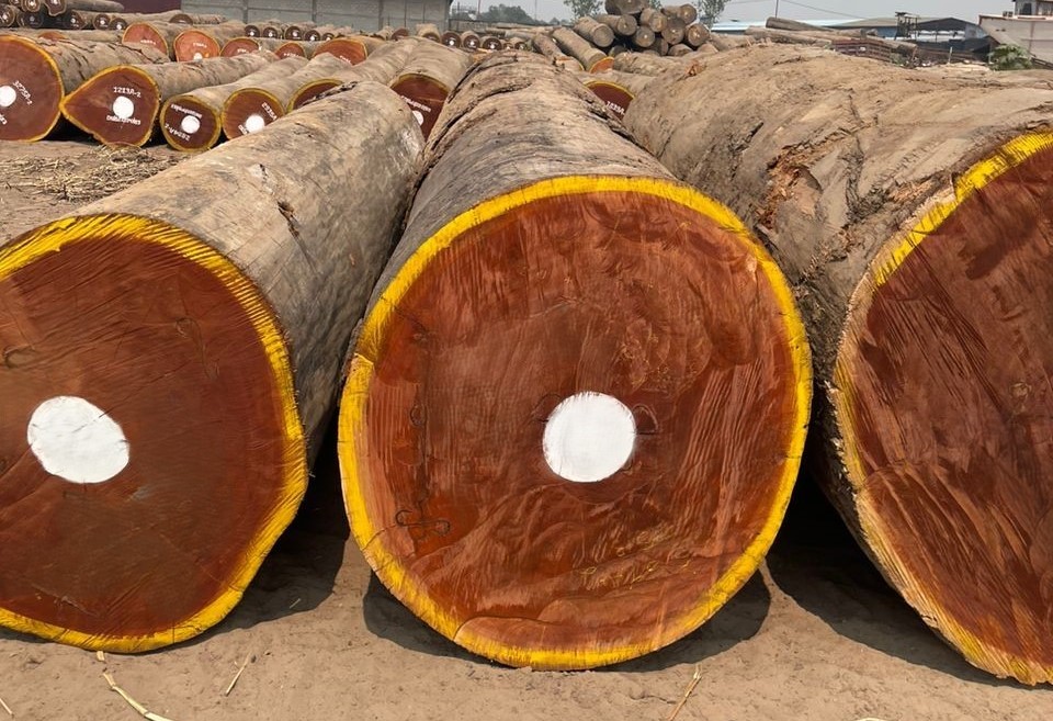 Tronc de bois et employé